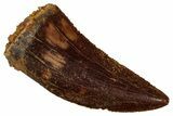 Serrated Raptor Tooth - Real Dinosaur Tooth #353362-1